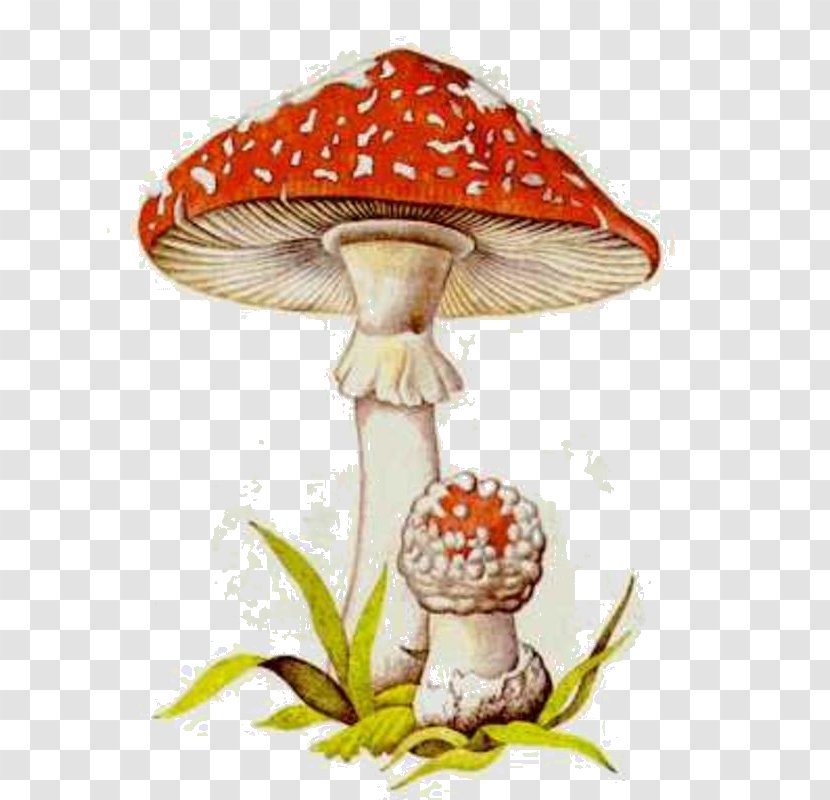 Poisonous Mushroom Fungus Cepurīšu Sēnes Edible - Psilocybe Transparent PNG