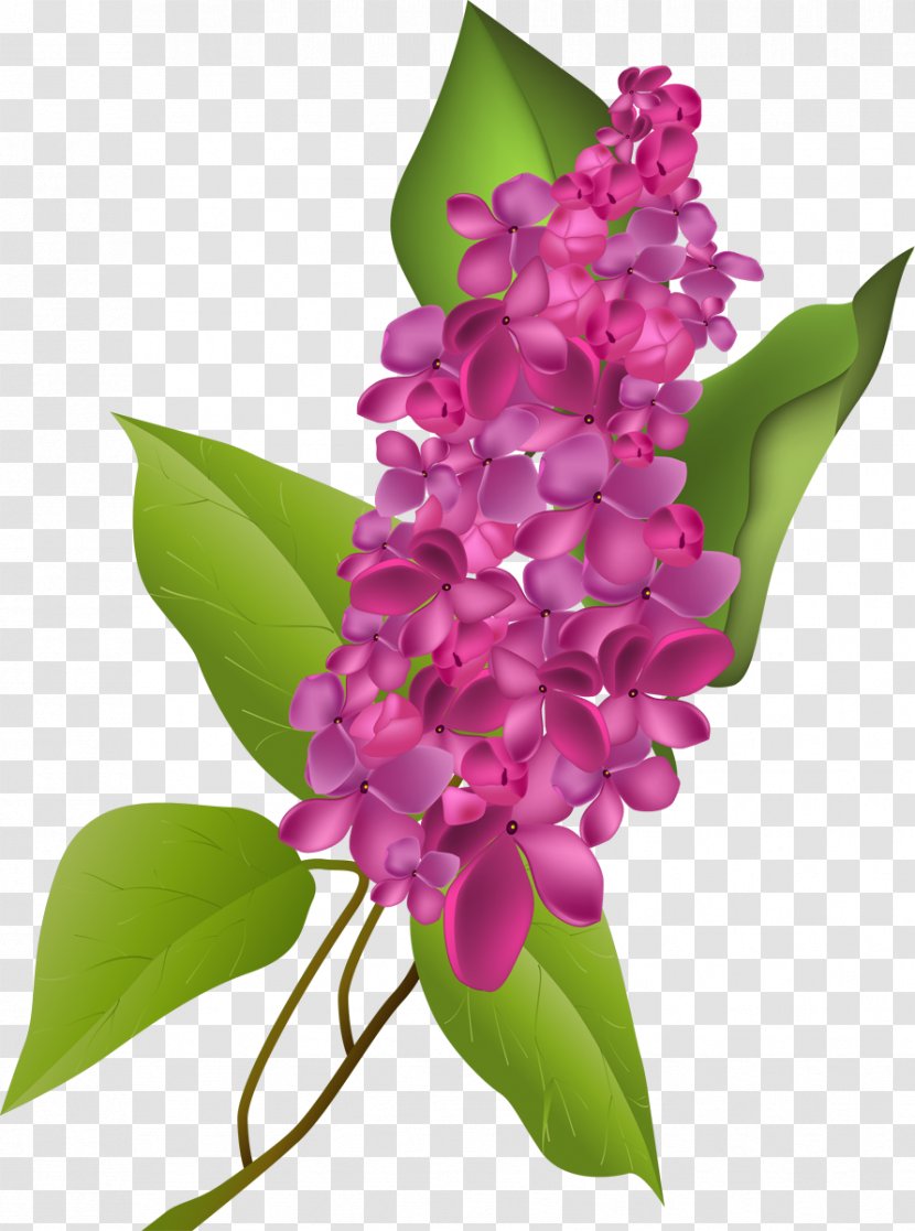 Flower Lilac Clip Art - Flowering Plant Transparent PNG