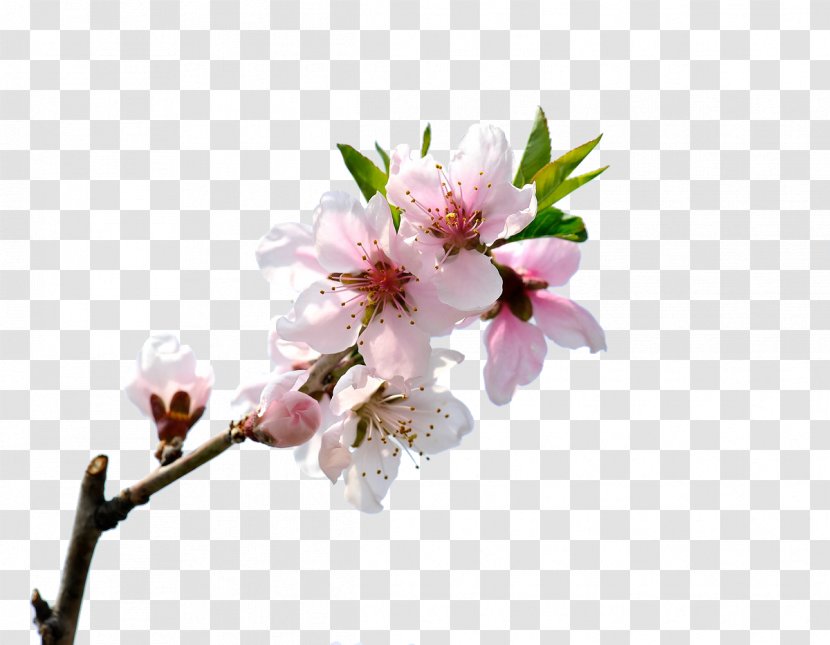 Peach Blossom - Floral Design - Bloom Transparent PNG