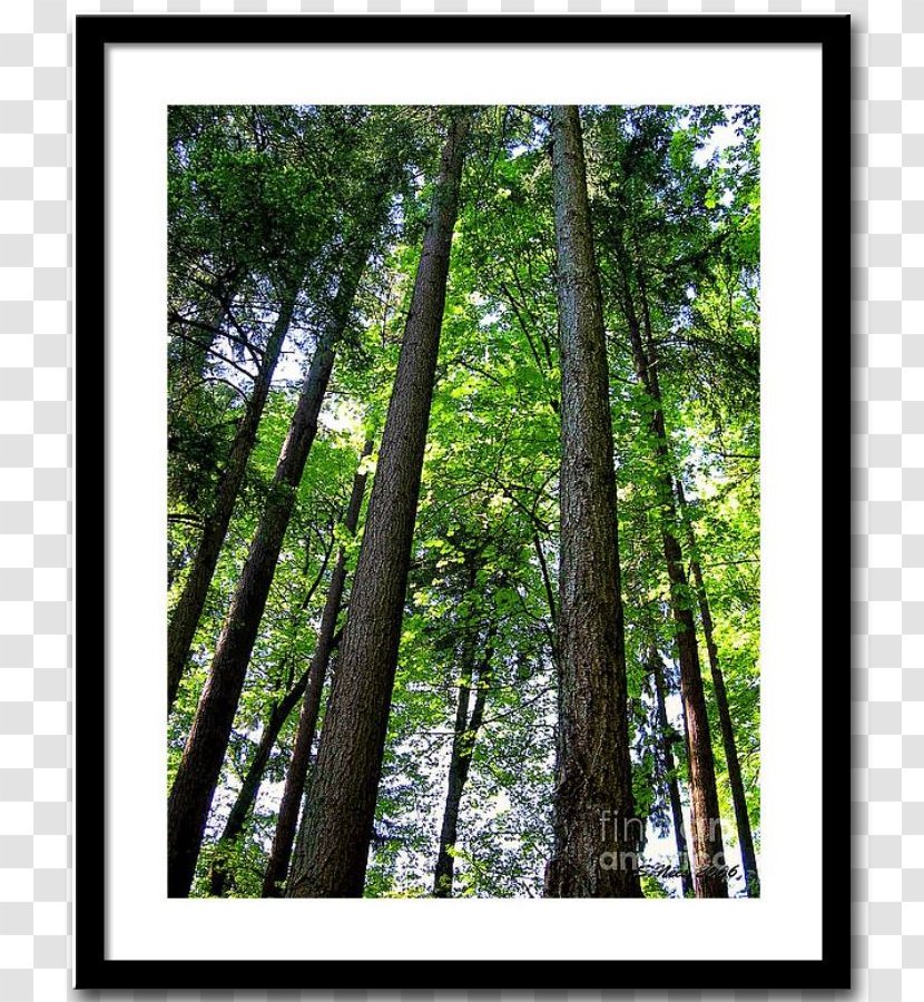 Temperate Broadleaf And Mixed Forest Northern Hardwood Woodland Vegetation - Fine Tree Transparent PNG