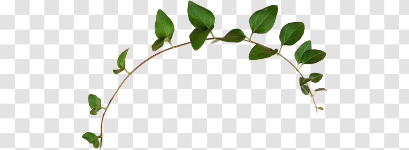 Vine Plant Clip Art - Twig Transparent PNG