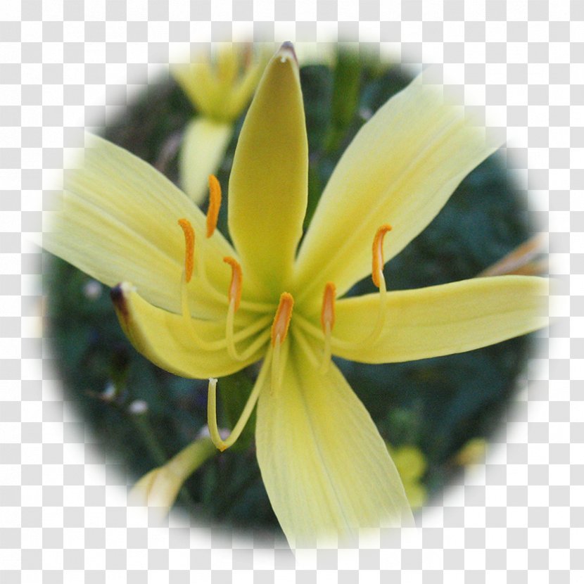 Lilium Yellow Therapy Herbalism Spontaneität - Flower - Watercolor Lilies Transparent PNG