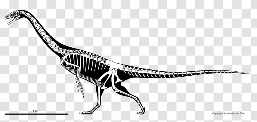 Falcarius Theropods Allosaurus Argentinosaurus Ornitholestes - Skeleton - Dinosaur Transparent PNG