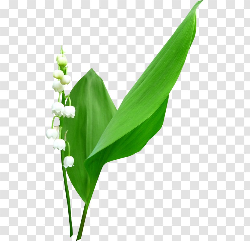 Silhouette Clip Art - Grass - Bell Orchid Transparent PNG