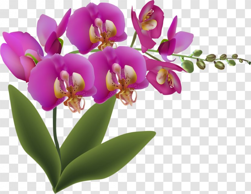 Cattleya Orchids Still Life With Fruit And Flowers Petal - Green - Flower Transparent PNG