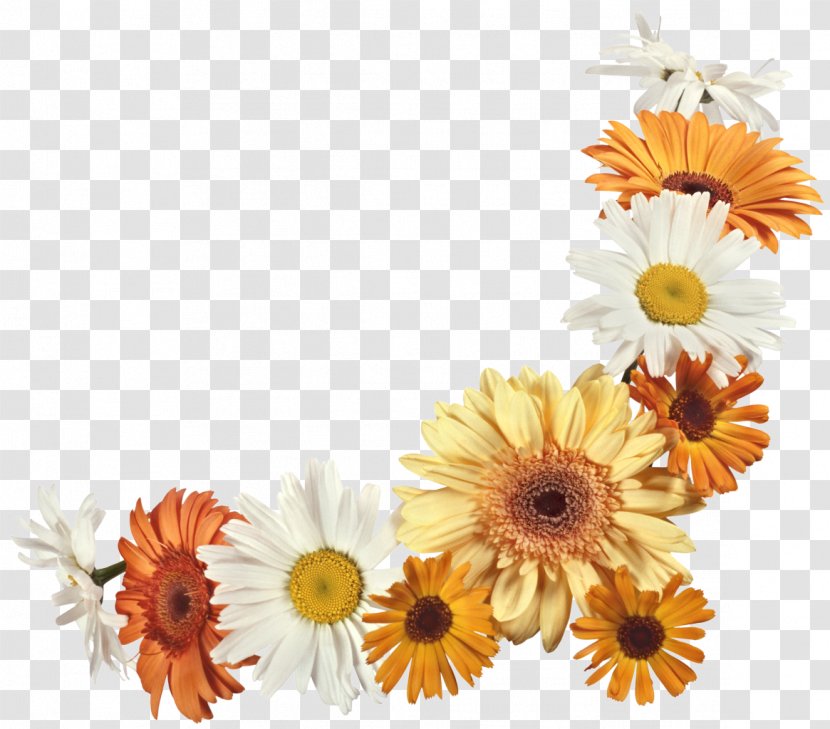 Cut Flowers Floral Design Flower Bouquet Transvaal Daisy - Floriculture - Gerbera Transparent PNG