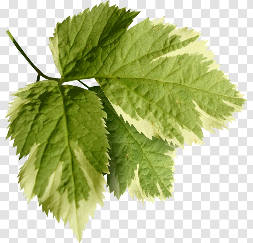 Family Tree Drawing - Plane Nettle Transparent PNG
