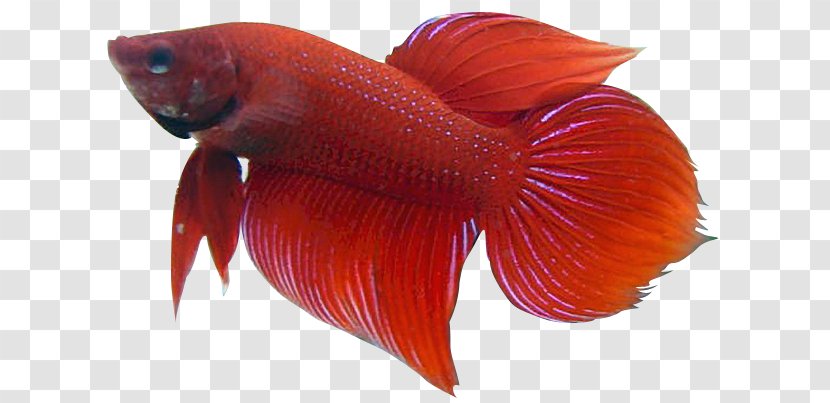 Siamese Fighting Fish Clip Art - Marine Biology - Betta Picture Transparent PNG
