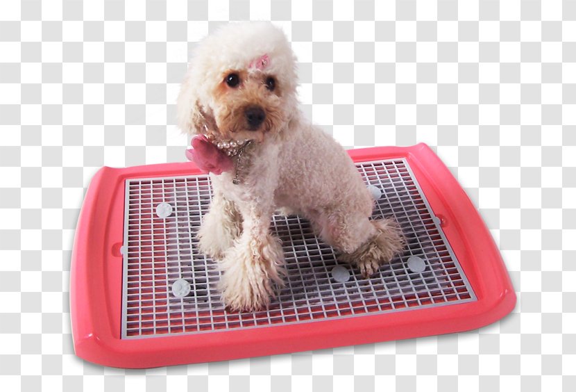 Miniature Poodle Schnoodle Cockapoo Puppy Bedding - Dog Transparent PNG
