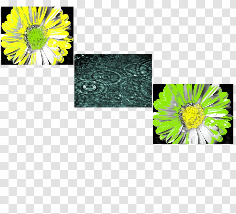 Chrysanthemum La Mente Il Pensiero, Pensiero E Transvaal Daisy Flora Thought - Petal Transparent PNG