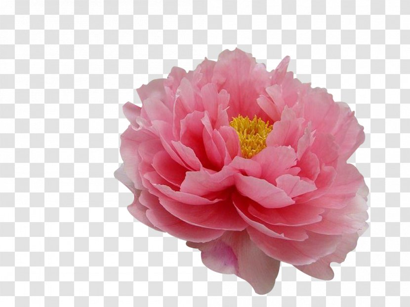 Moutan Peony Flower Tree Paeonia Coral Charm - Plant Transparent PNG