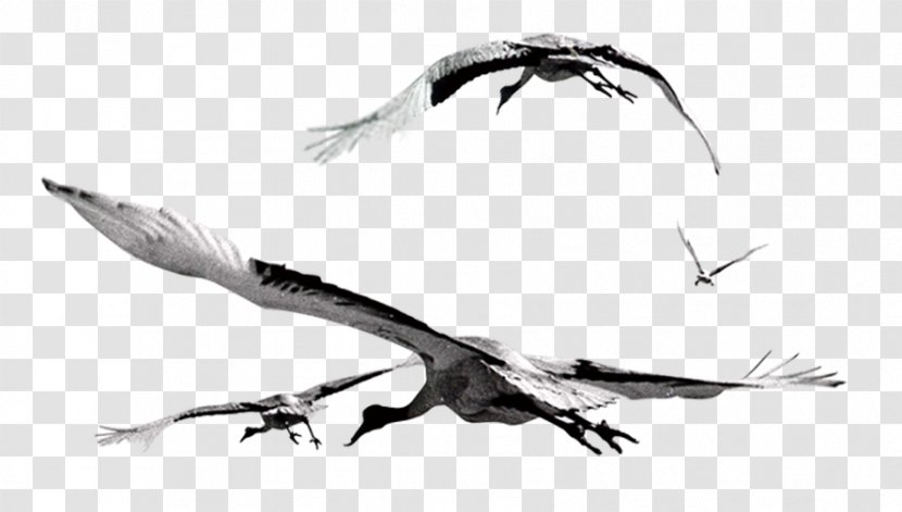 Bird Flight Gulls Flock - Beak - Flying Crane Transparent PNG