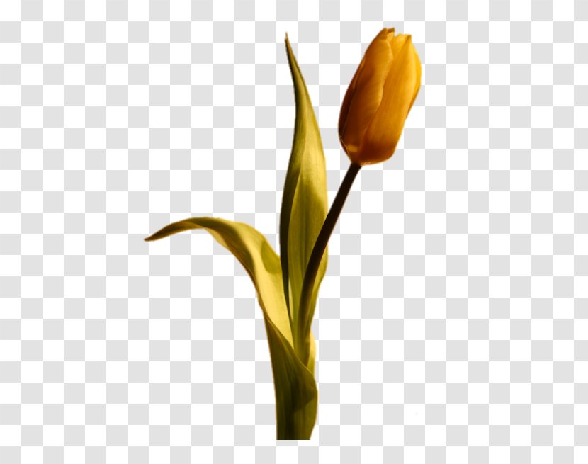 Tulip Flower Blog - Albom - Golden Transparent PNG