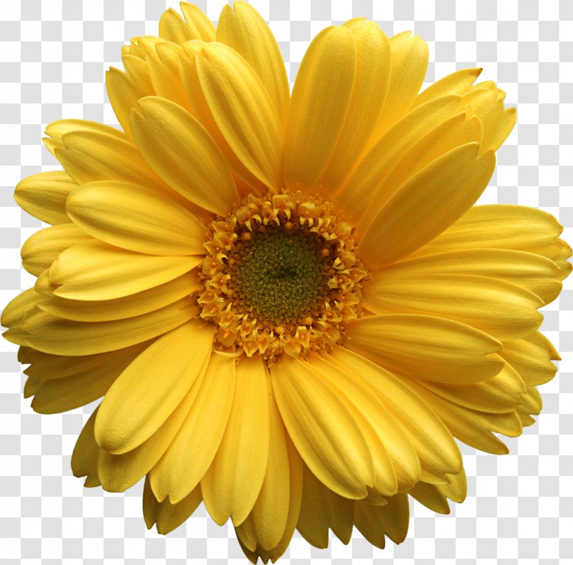 Common Daisy Family Clip Art - Gerbera - Chrysanthemum Transparent PNG