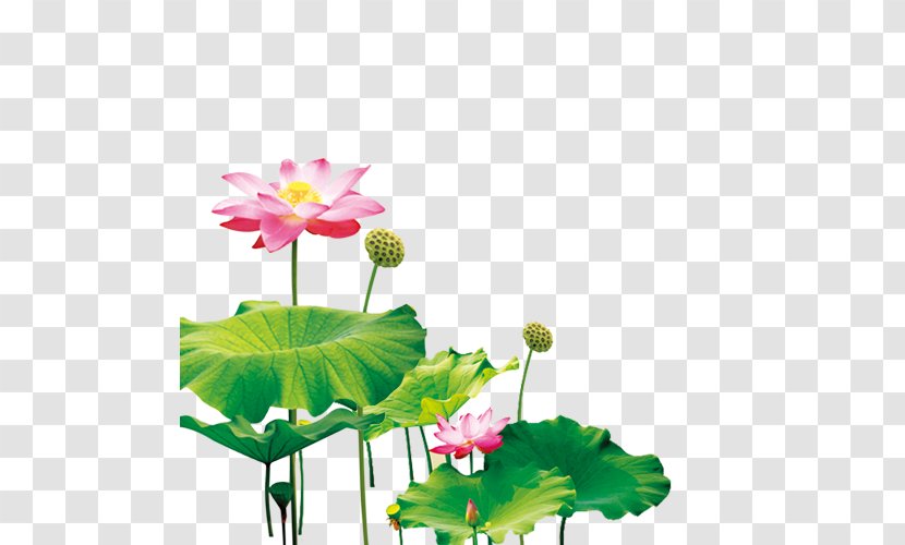 Nelumbo Nucifera Pygmy Water-lily Mid-Autumn Festival - Poster - Mid Creative,Folding Design Material,Lotus Transparent PNG