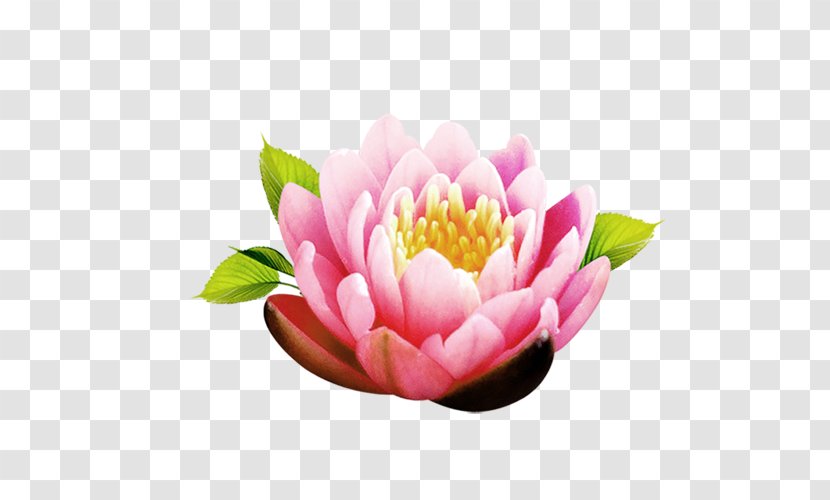 Flower Icon - Bud - Lotus Transparent PNG