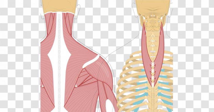 Splenius Cervicis Muscle Capitis Muscles Semispinalis - Peach - Neck Transparent PNG