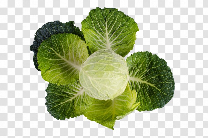 Nutrient Vitamin A Fat K - Chinese Cabbage Transparent PNG