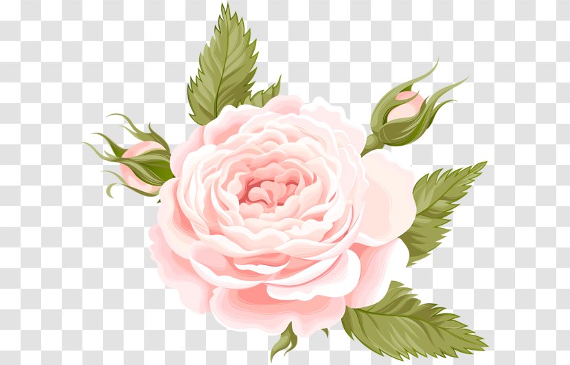 Centifolia Roses Garden Flower - Rose Order - Deco Transparent PNG