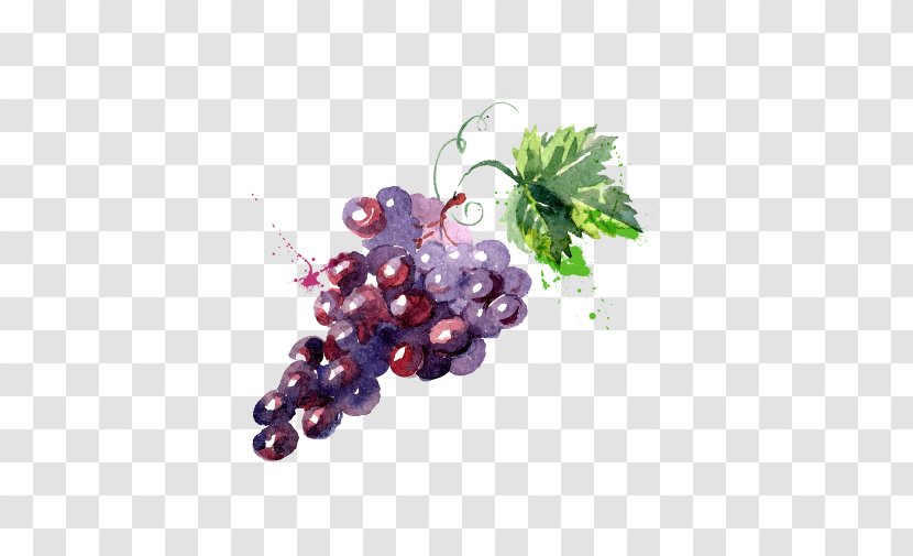 Grape Watercolor Painting Drawing Illustration - Food - Painted Water Transparent PNG