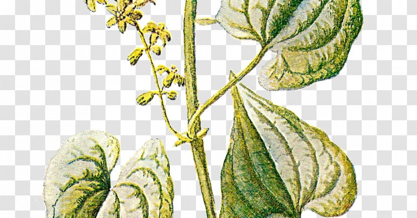 Botany Plant Familiar Wild Flowers Clip Art Transparent PNG