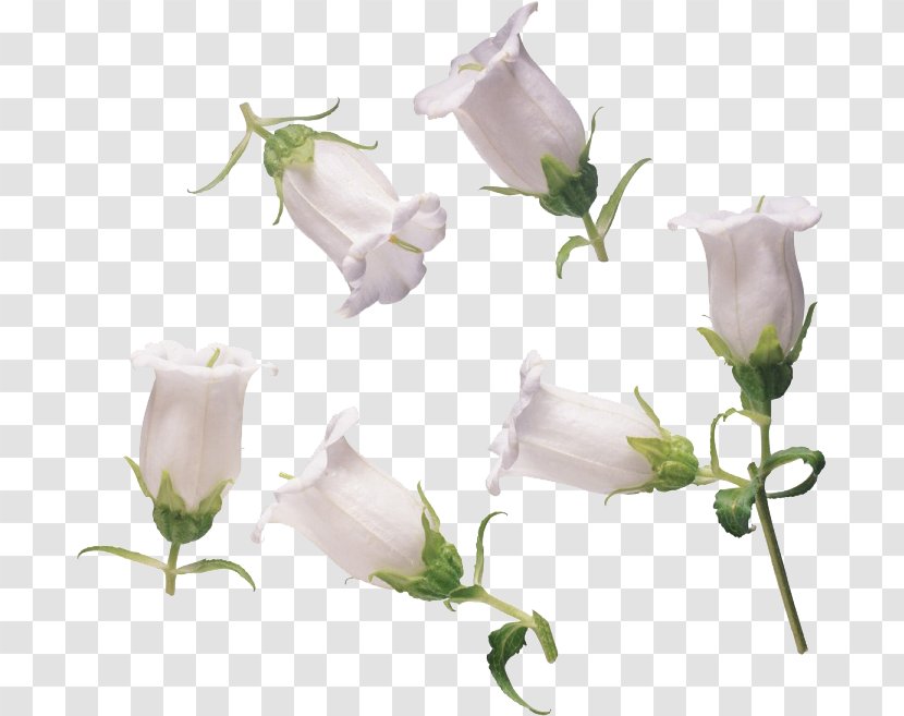 Garden Roses Petal Cut Flowers - Bellflower Family - Flower Transparent PNG