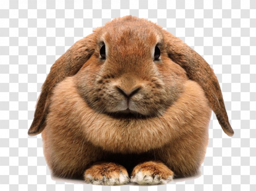 Domestic Rabbit Easter Bunny Annandale Animal - Fur Transparent PNG