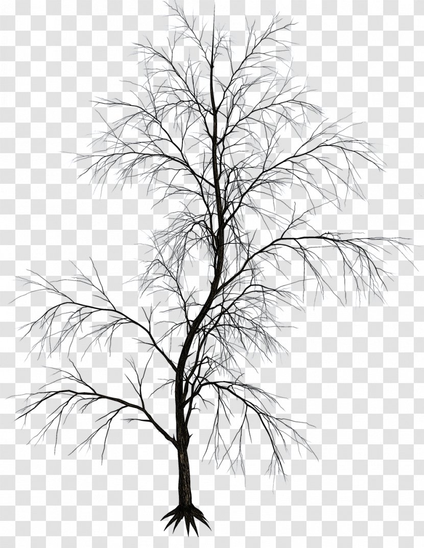 Black And White Twig Aesthetics Image Drawing - Branch - African Tree Transparent PNG