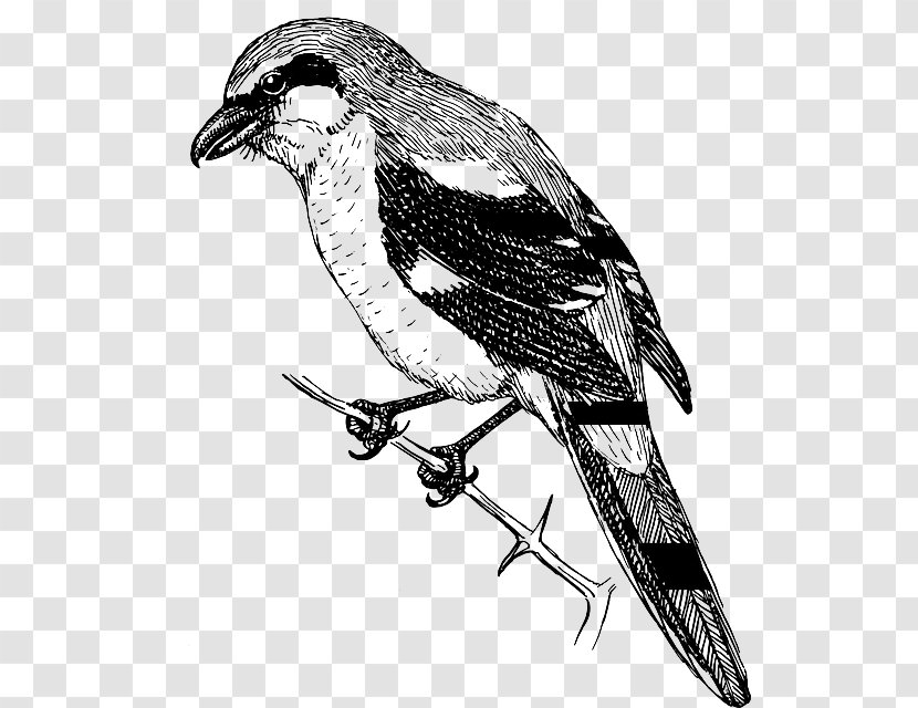 Finches Bird Shrike Drawing Clip Art Transparent PNG