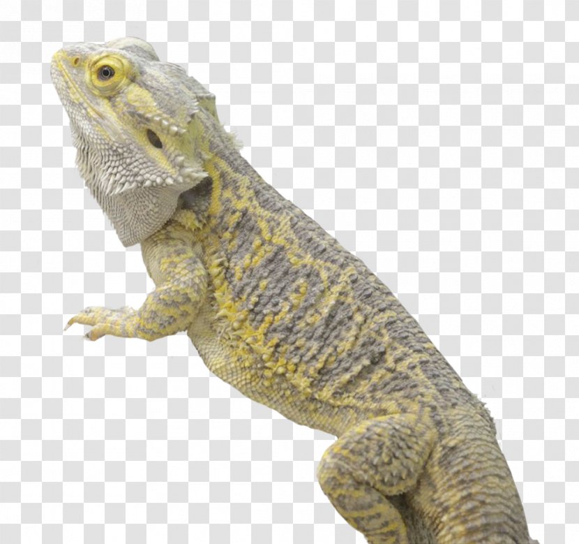 Philippine Sailfin Lizard Reptile Central Bearded Dragon Common Iguanas - Scaled Reptiles Transparent PNG