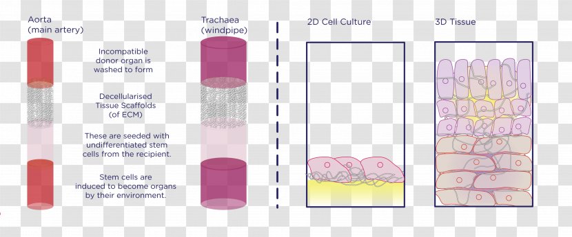 Lipstick Paper Pink M - Brand Transparent PNG