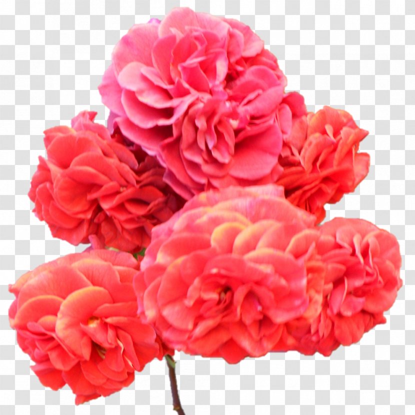 Garden Roses Cabbage Rose Floribunda Carnation Cut Flowers - Order - Flower Transparent PNG