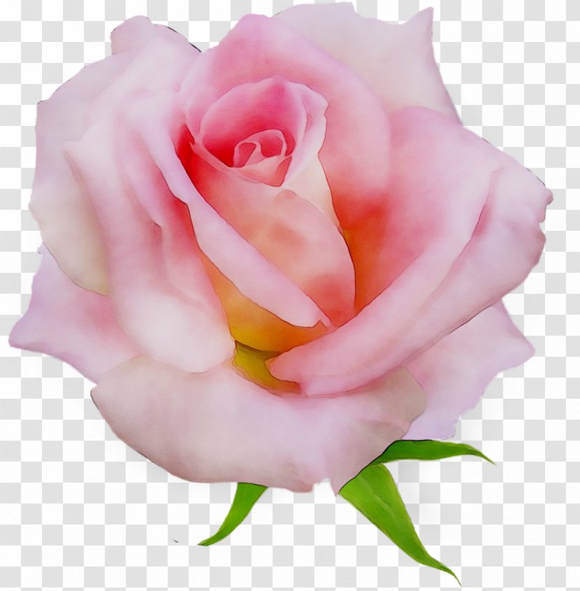Garden Roses Cabbage Rose Floribunda Pink - Plant Stem Transparent PNG