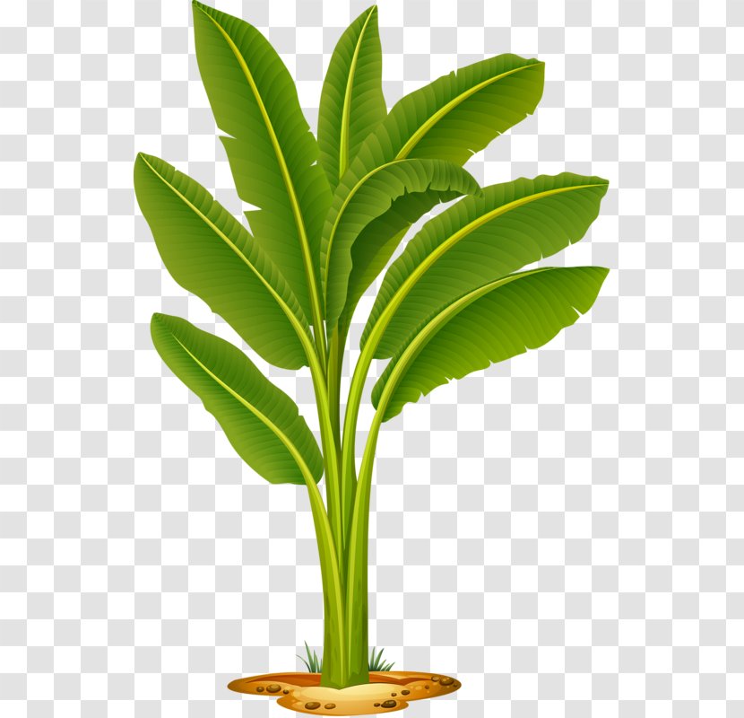 Banana Leaf Clip Art - Houseplant Transparent PNG