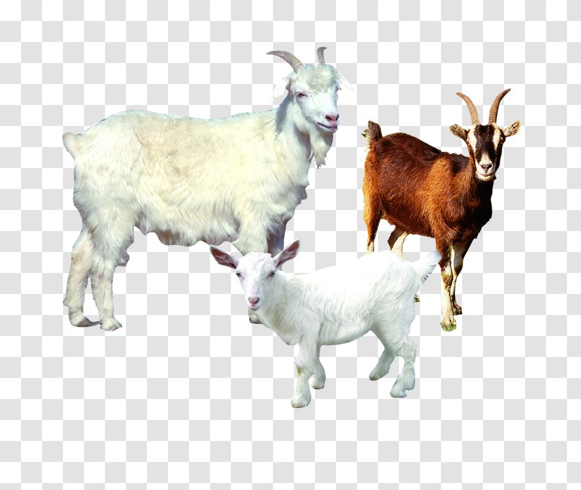 Sheepu2013goat Hybrid Sheep Farming Agriculture - Floor - Goat Transparent PNG