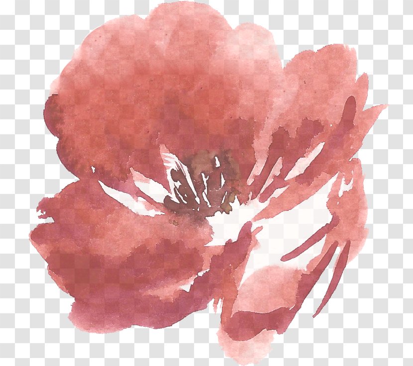 Pink Petal Flower Plant Peony - Chinese Flowering Transparent PNG