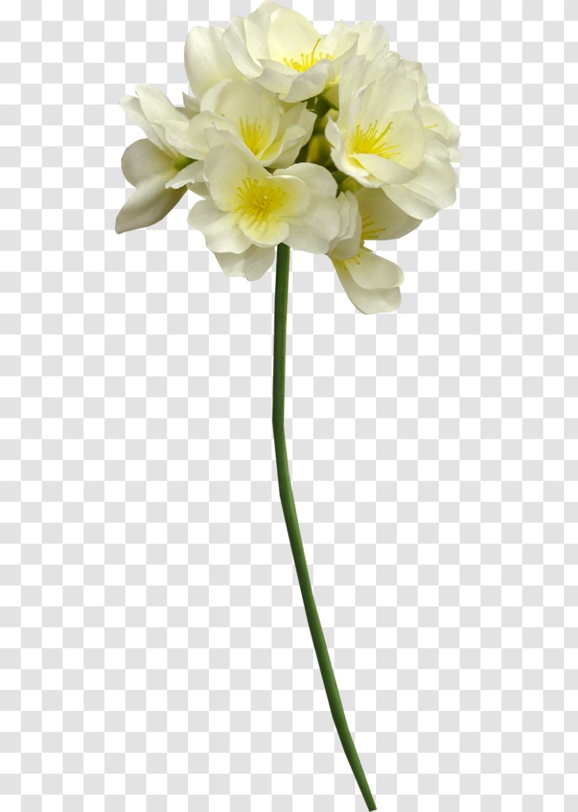 Cut Flowers Cape Jasmine Plant Stem White - Flower Transparent PNG