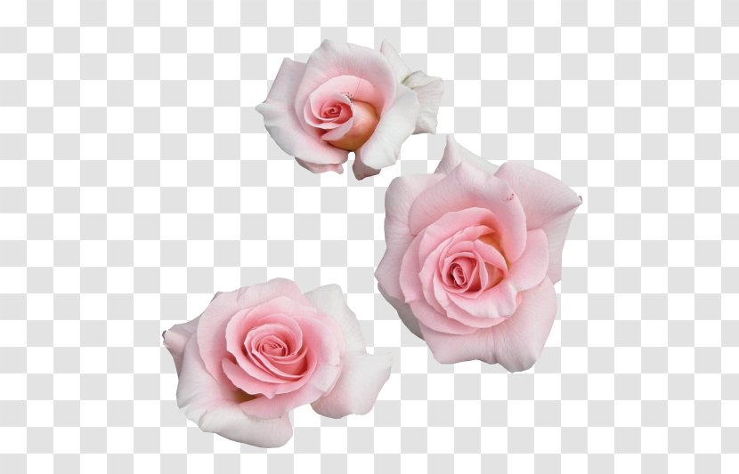 Garden Roses Tteuran Art Pink Flowers - Cartoon - Silhouette Transparent PNG
