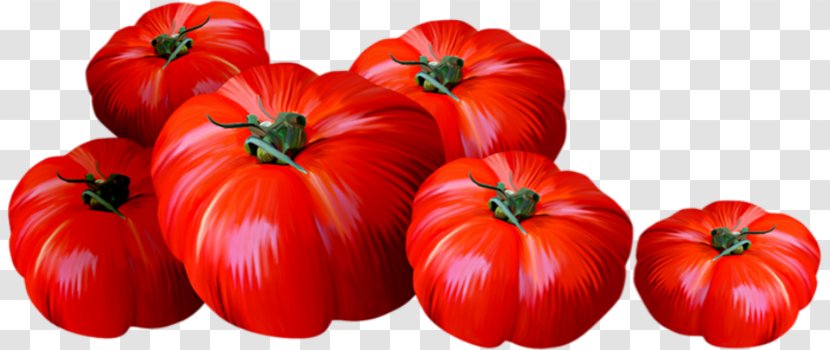 Plum Tomato Bell Pepper Bush Drawing - Solanales Transparent PNG