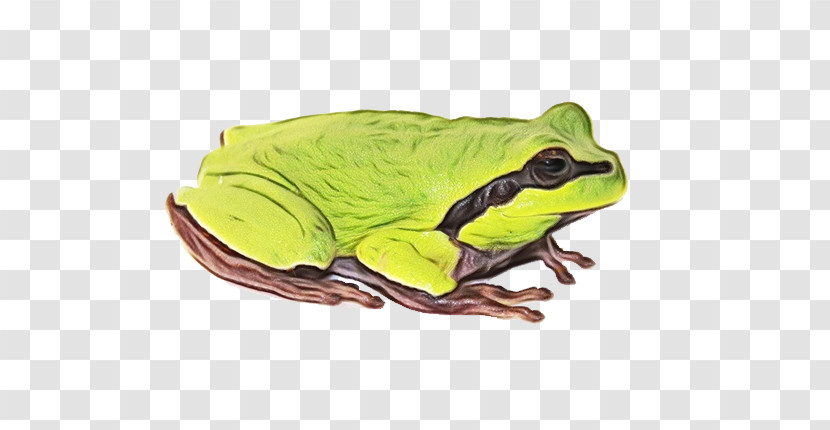 True Frog American Bullfrog Frogs Toad Tree Frog Transparent PNG
