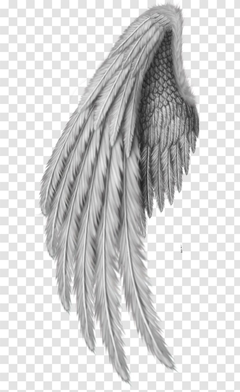 Drawing Clip Art - Feather Transparent PNG
