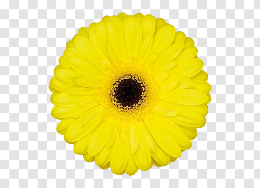 Transvaal Daisy Cut Flowers Yellow Common Sunflower Bistrot Jules - Wakeup Transparent PNG