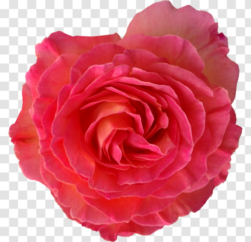 Garden Roses Cabbage Rose Floribunda Japanese Camellia Flower Transparent PNG