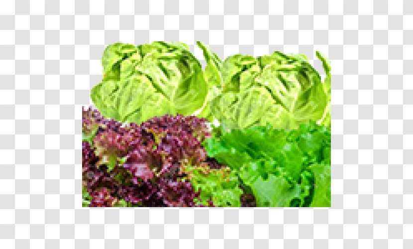 Romaine Lettuce Red Leaf Collard Greens Spring Vegetarian Cuisine - Laitue Transparent PNG