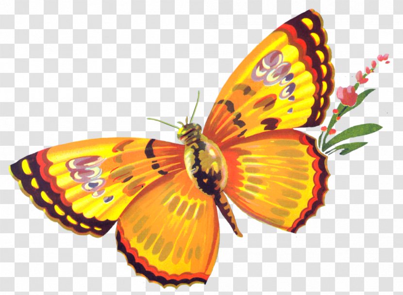 Desktop Wallpaper Butterfly Clip Art - Pollinator - Buterfly Transparent PNG