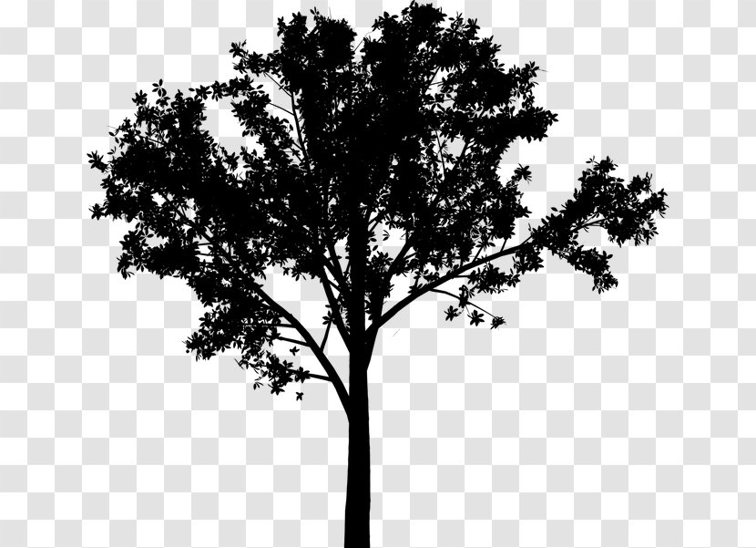 Silhouette Leaf Sky Branching - Trunk - Blackandwhite Transparent PNG