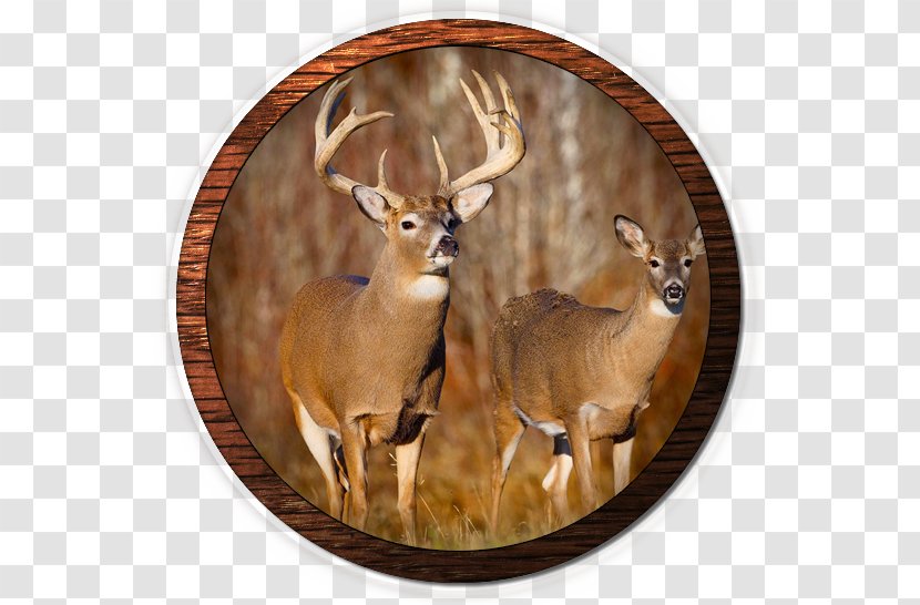 White-tailed Deer Elk Hunting Mule - Legendary Whitetails Transparent PNG