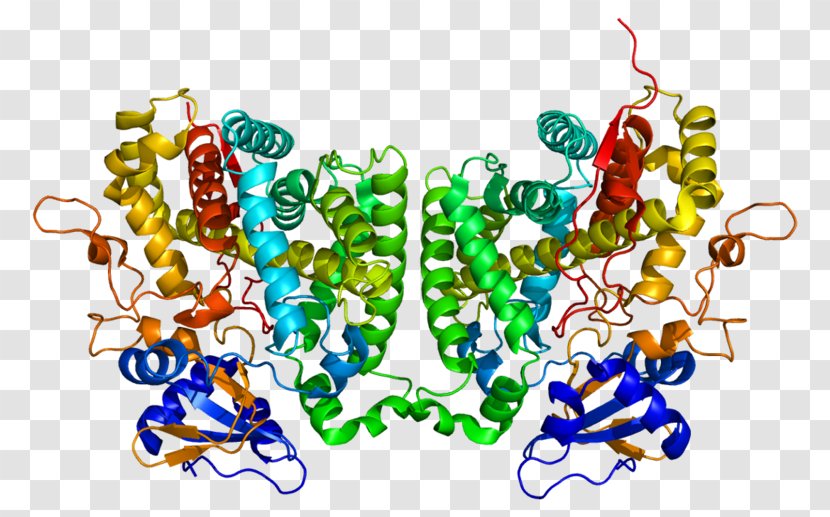 CYP2R1 Calcitriol Cytochrome P450 Vitamin D Calcifediol - Art - Cyp2r1 Transparent PNG