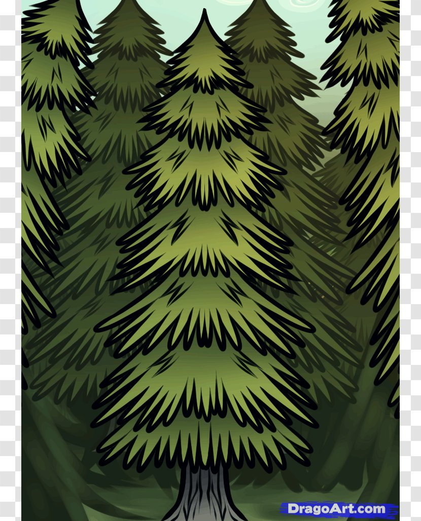 White Spruce Drawing Pine Tree Evergreen - Art Transparent PNG