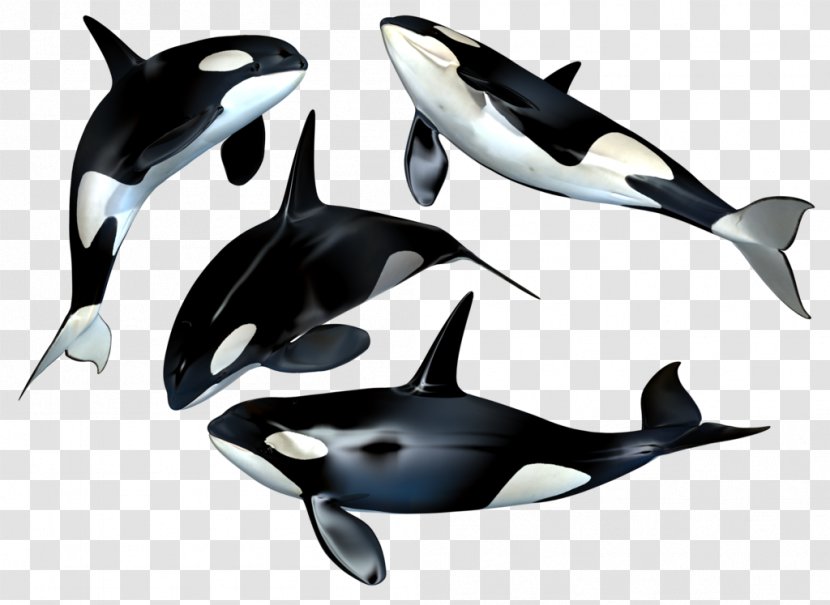 Killer Whale Clip Art - Mammal Transparent PNG